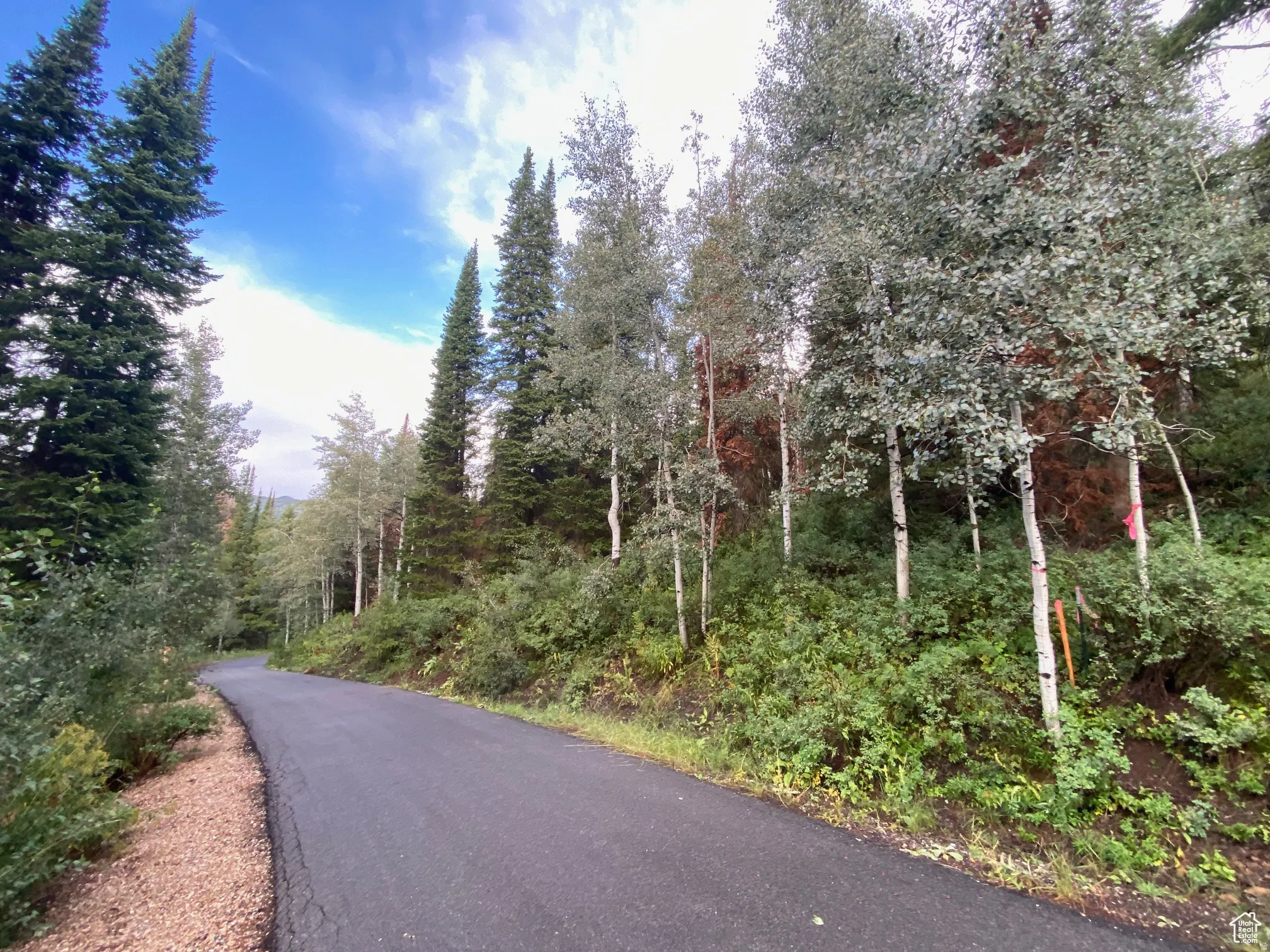 View of asphalt street with a forest view