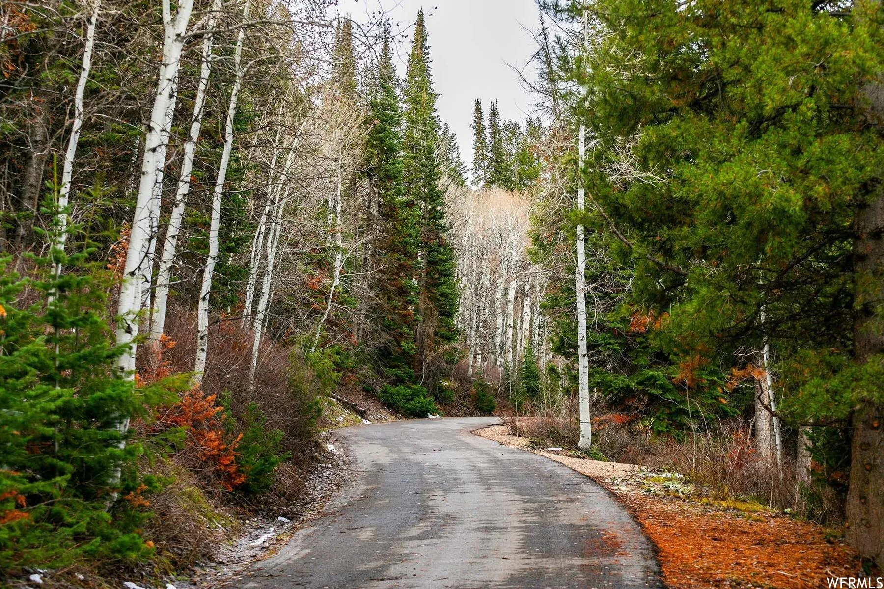 View of asphalt street with a forest view