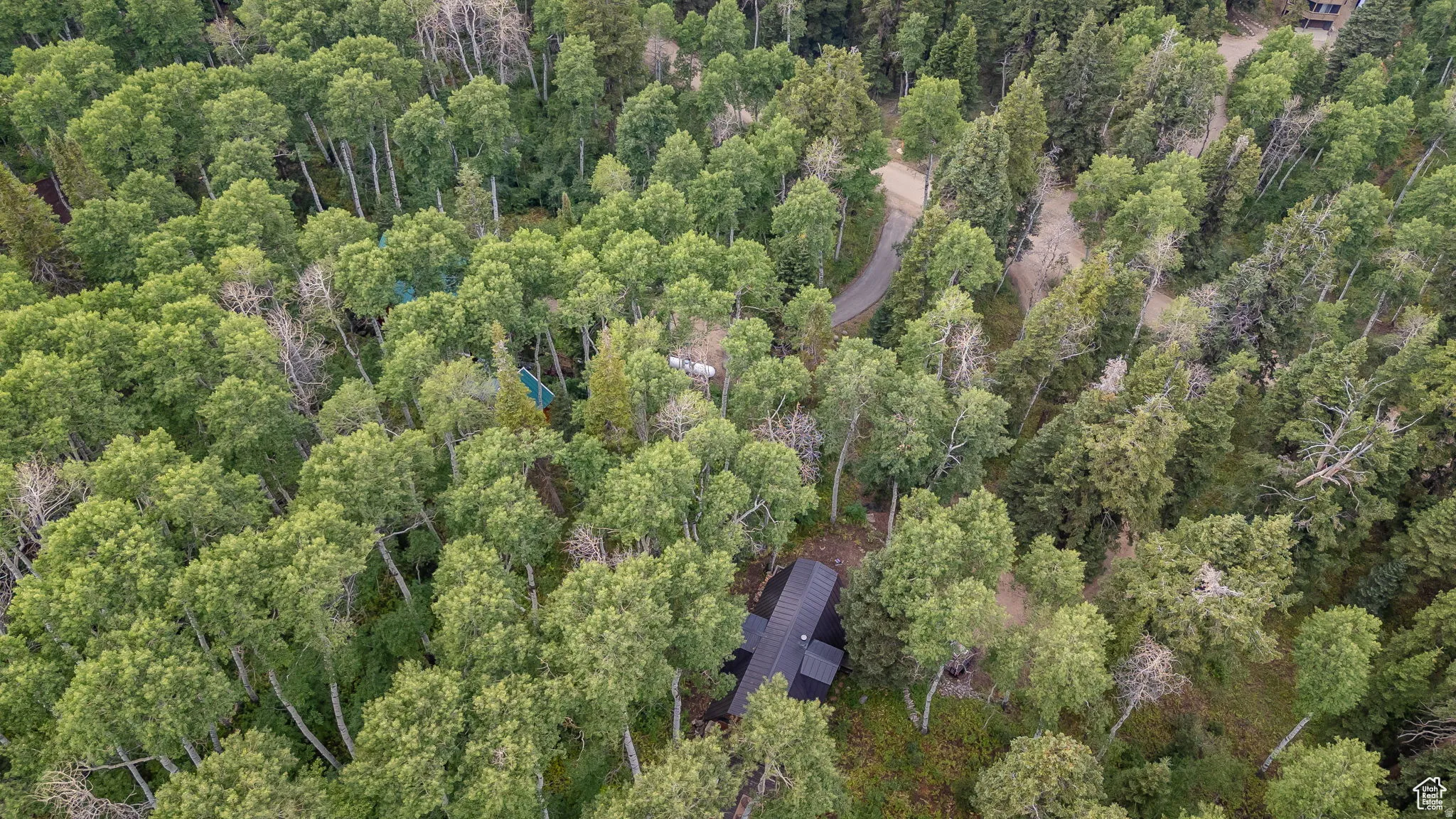Bird's eye view of a forest