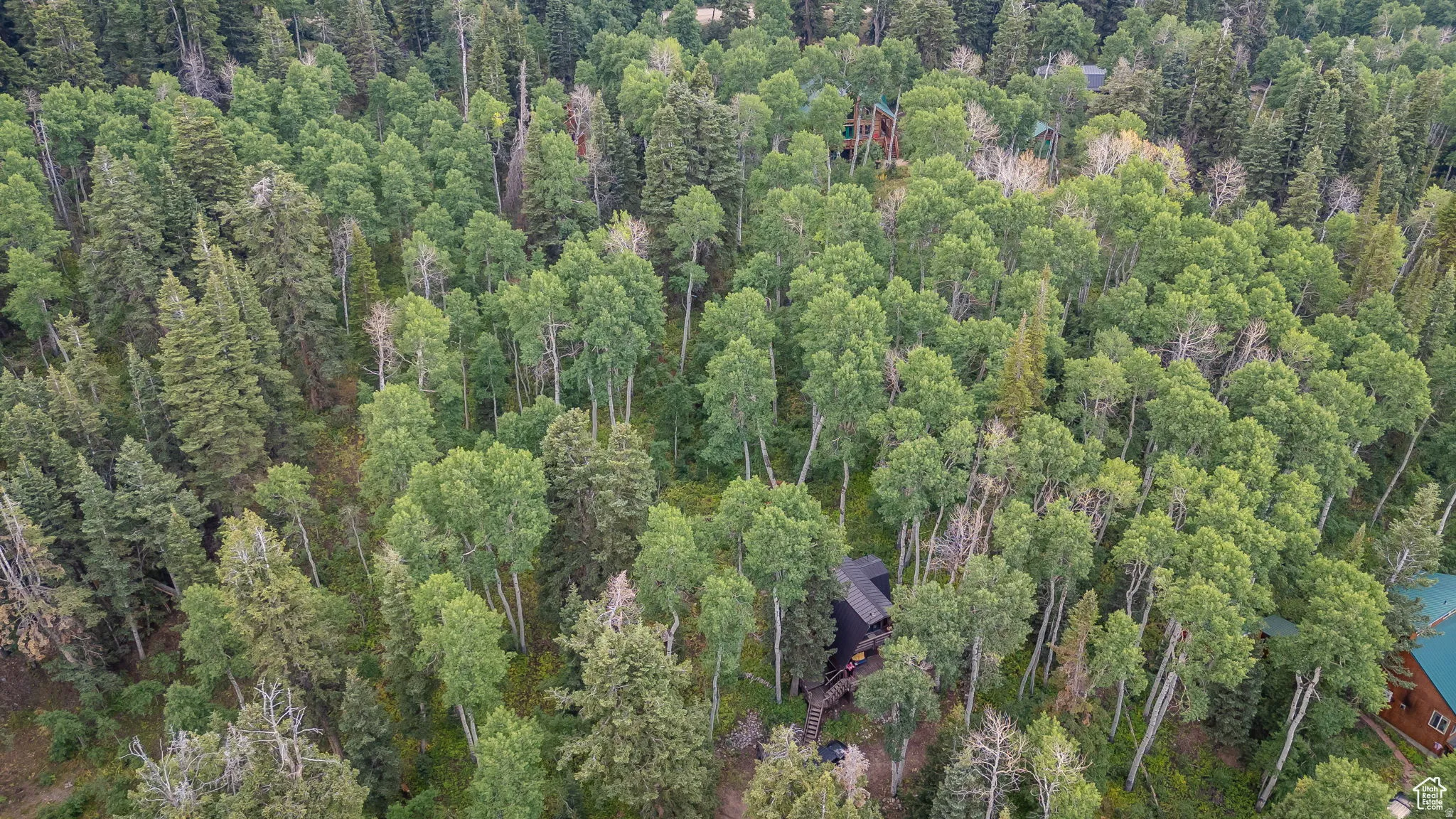 Bird's eye view of a forest