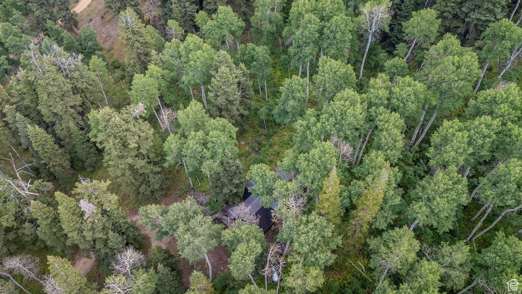 Aerial view of a forest