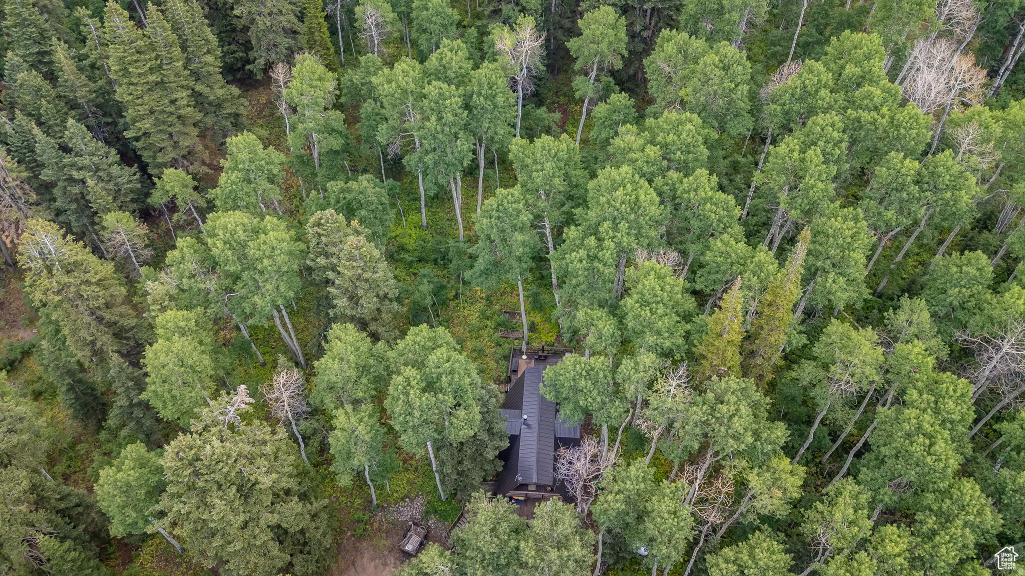 Aerial view of a forest