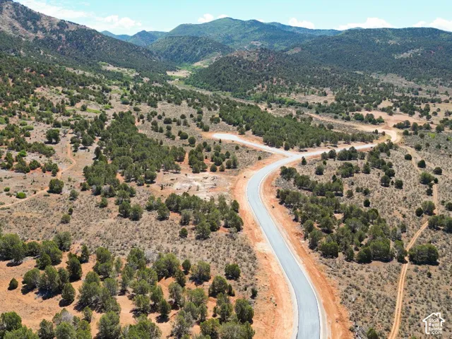 Paved road winding through a landscape of mature evergreen trees and arid vegetation