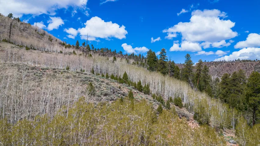 View of woods