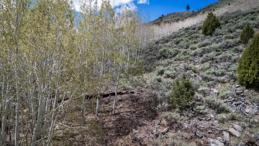 View of tree filled area with a mountain view