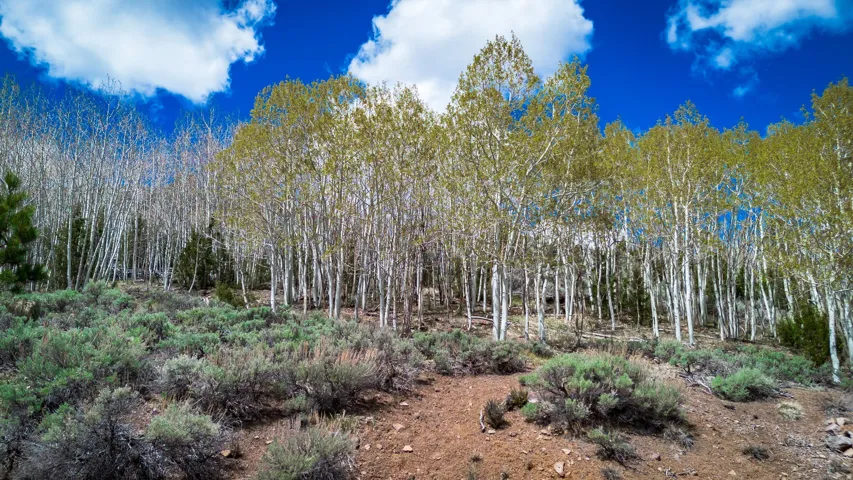 View of nature