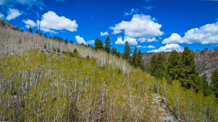 View of woods