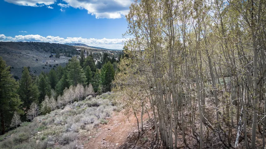 Mountain view featuring a forest