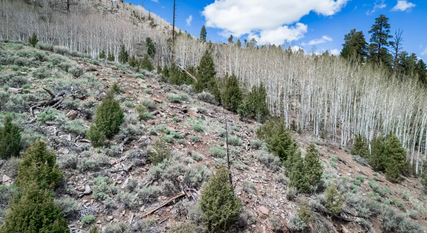 View of wooded area