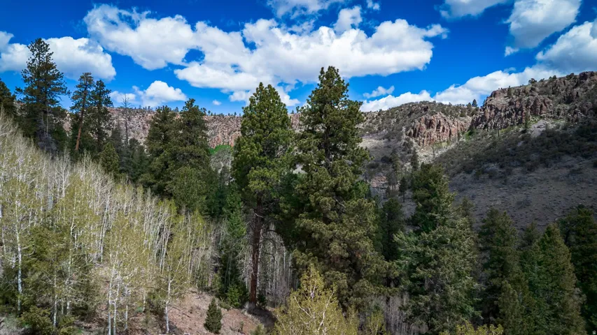 View of mountain background with a forest