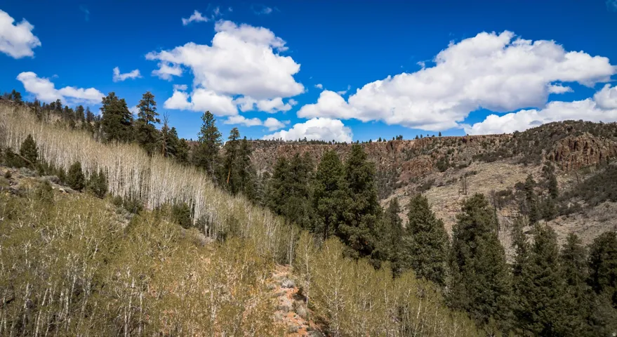 View of mountain backdrop with a forest