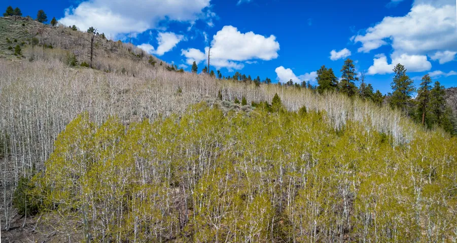 View of nature