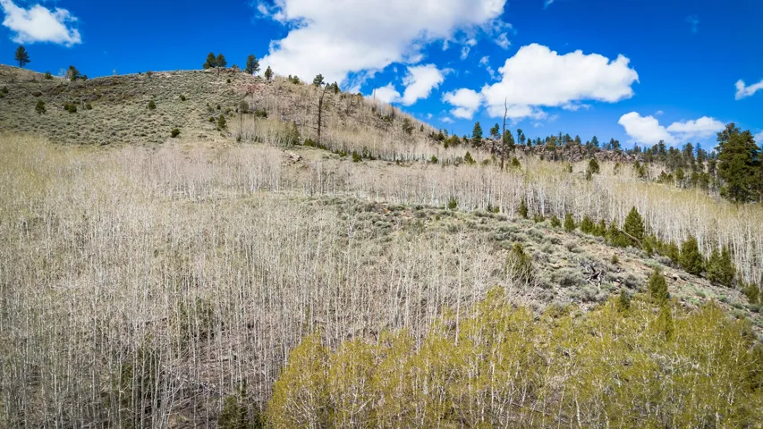 View of local wilderness with a mountain backdrop