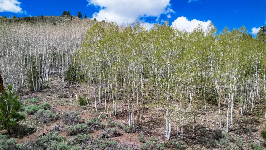 View of wooded area