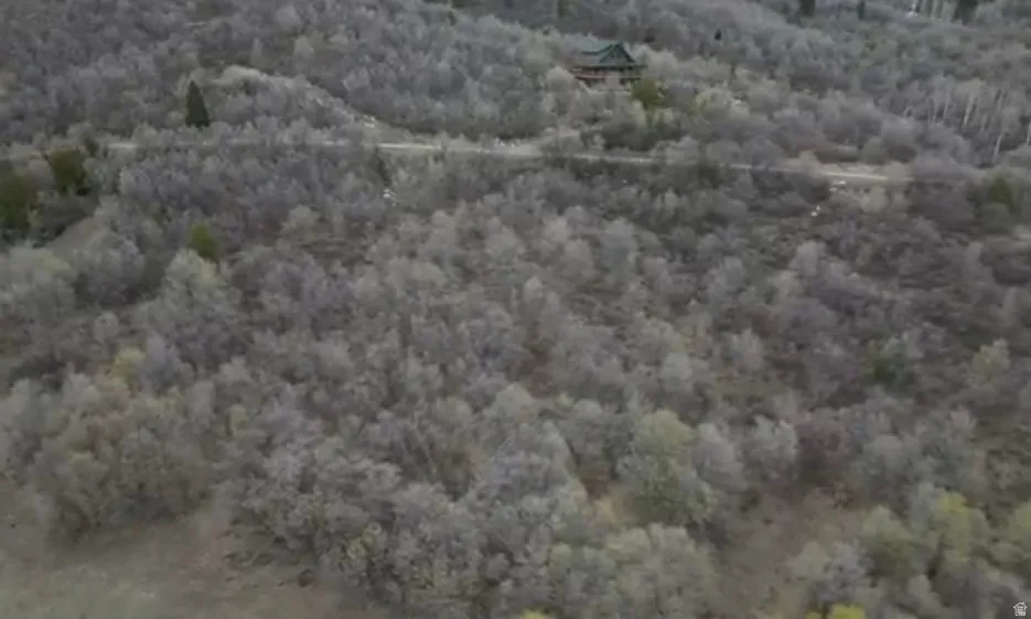 Aerial view of a heavily wooded area