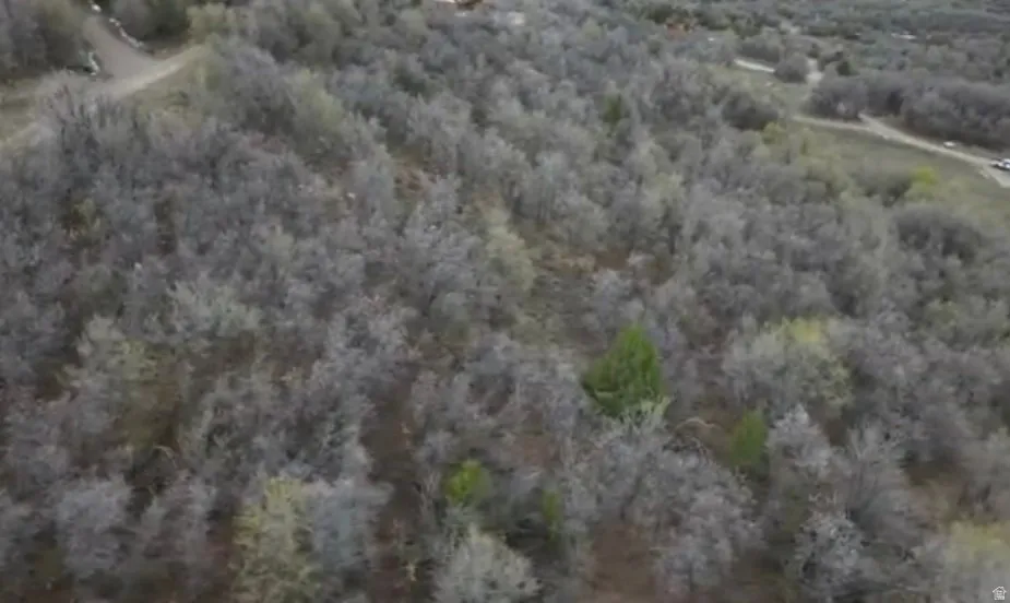 Bird's eye view of a heavily wooded area