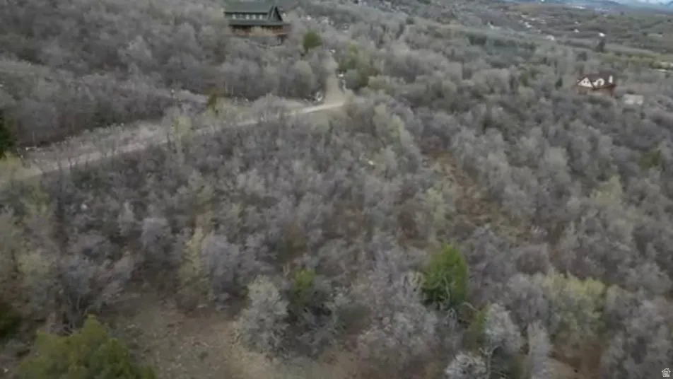 Bird's eye view of a forest