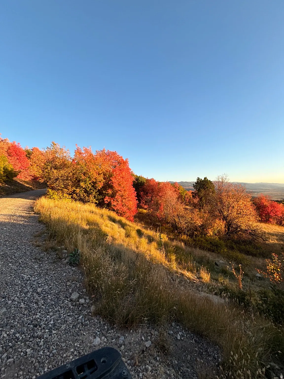 View of local wilderness