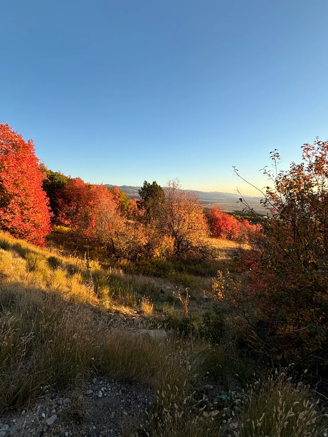 View of undeveloped land