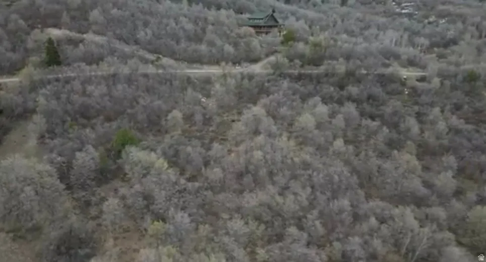 Aerial view of a forest