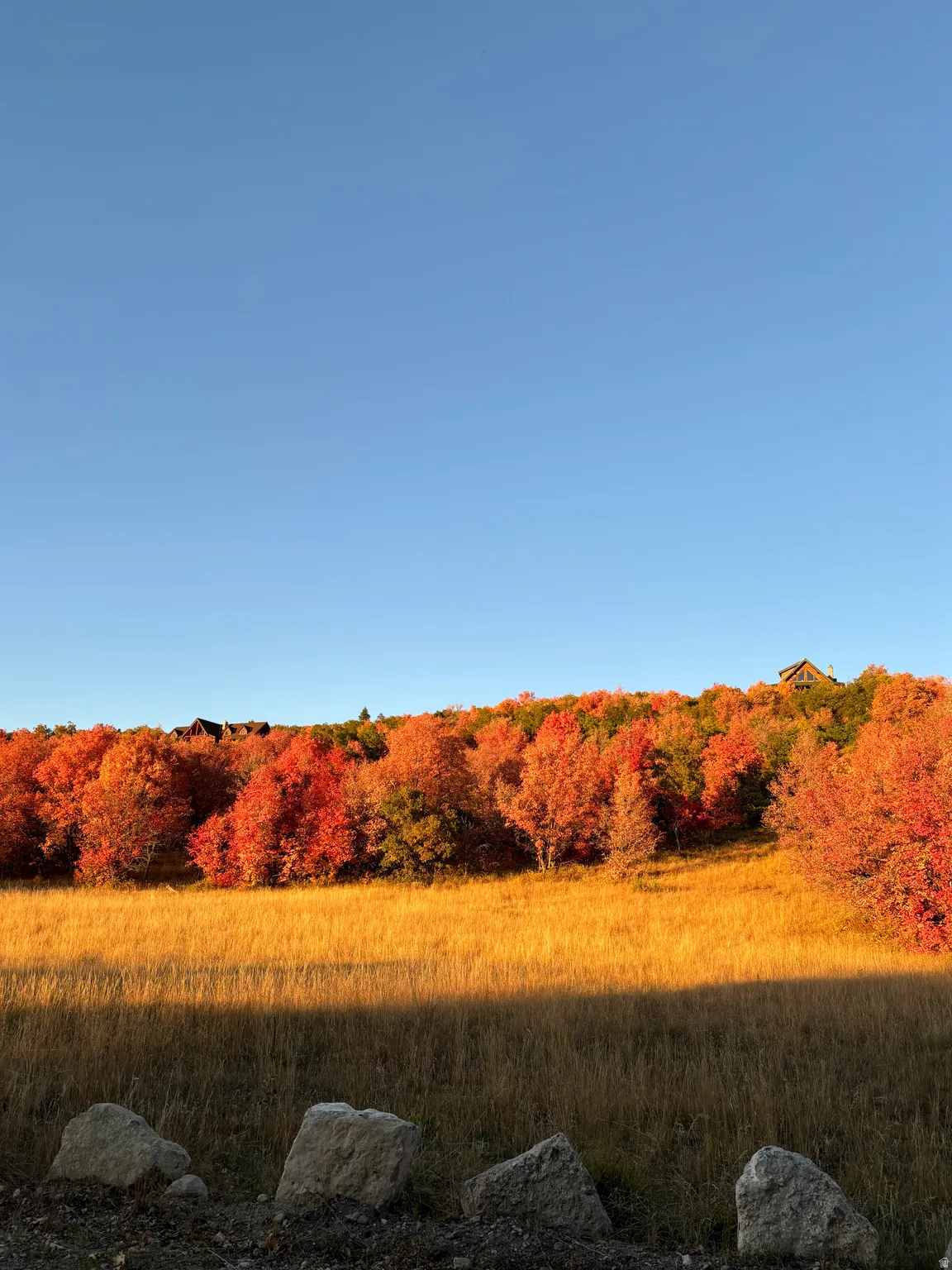 View of woods