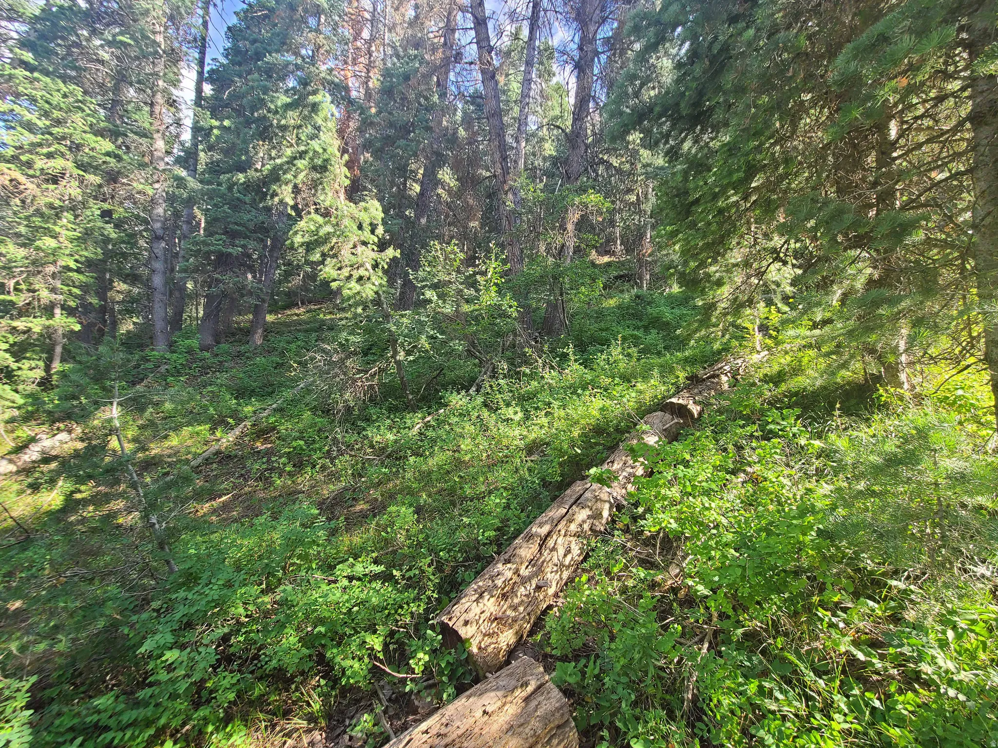 View of woods