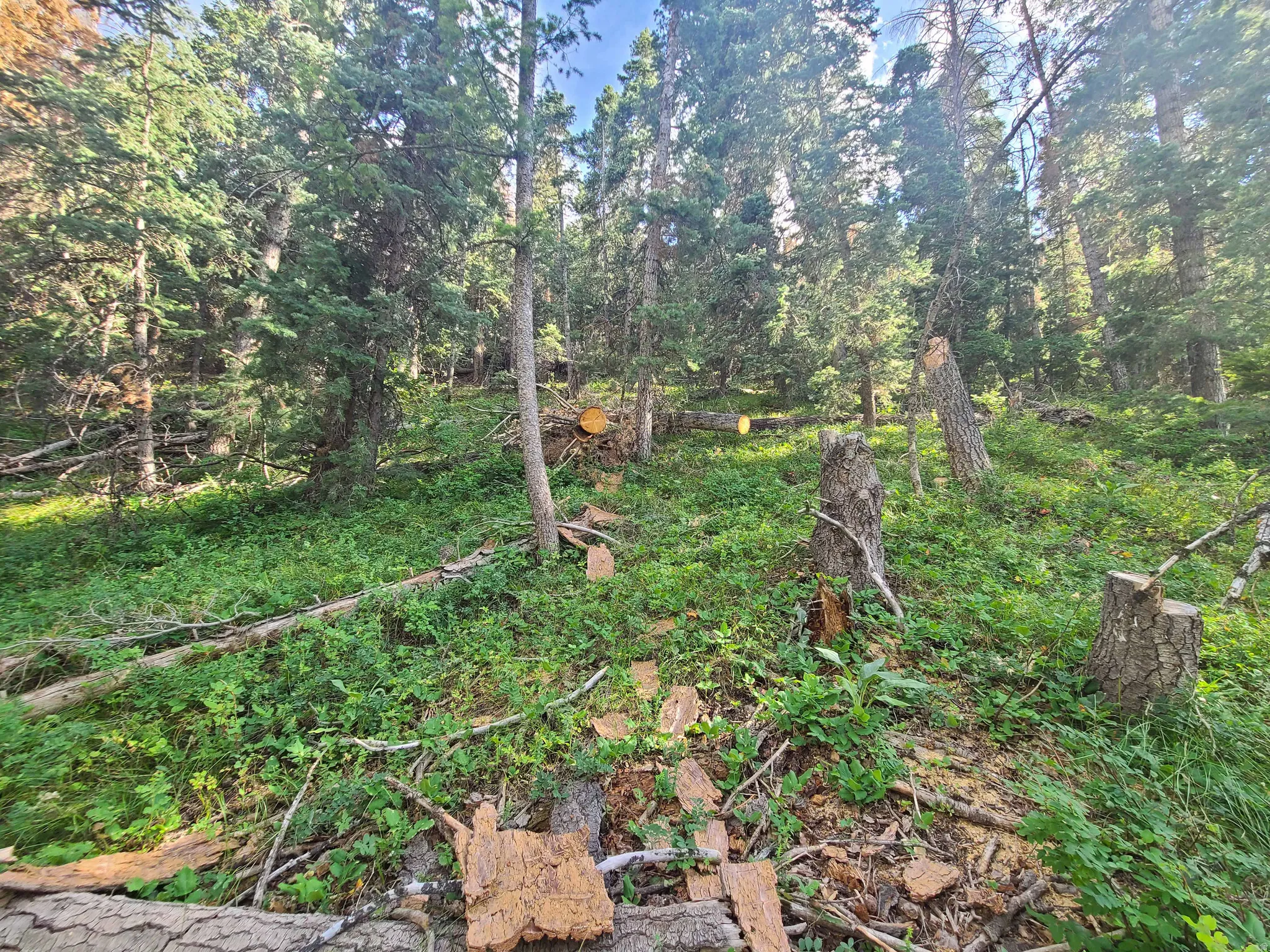 View of tree filled area