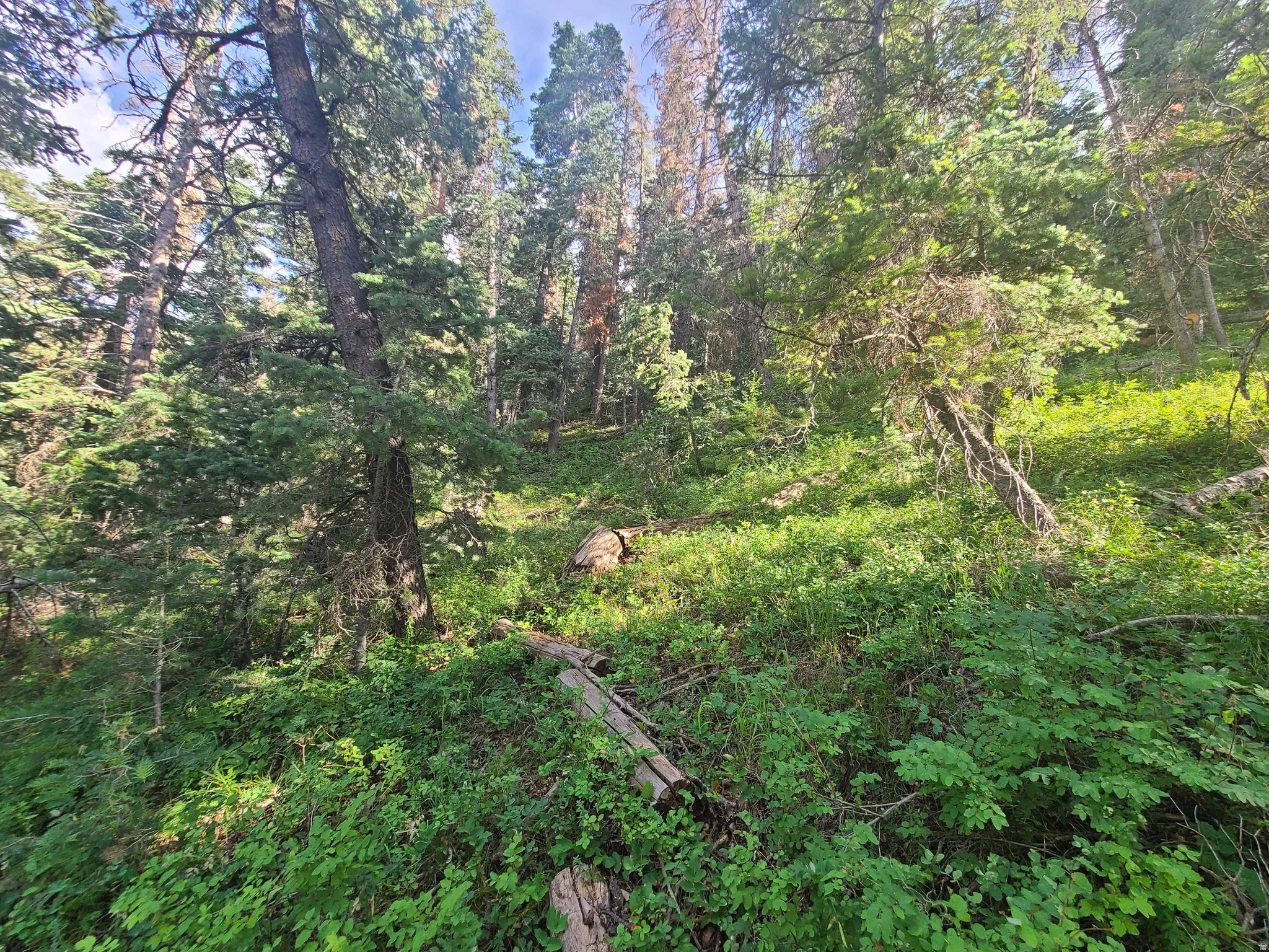 View of woods