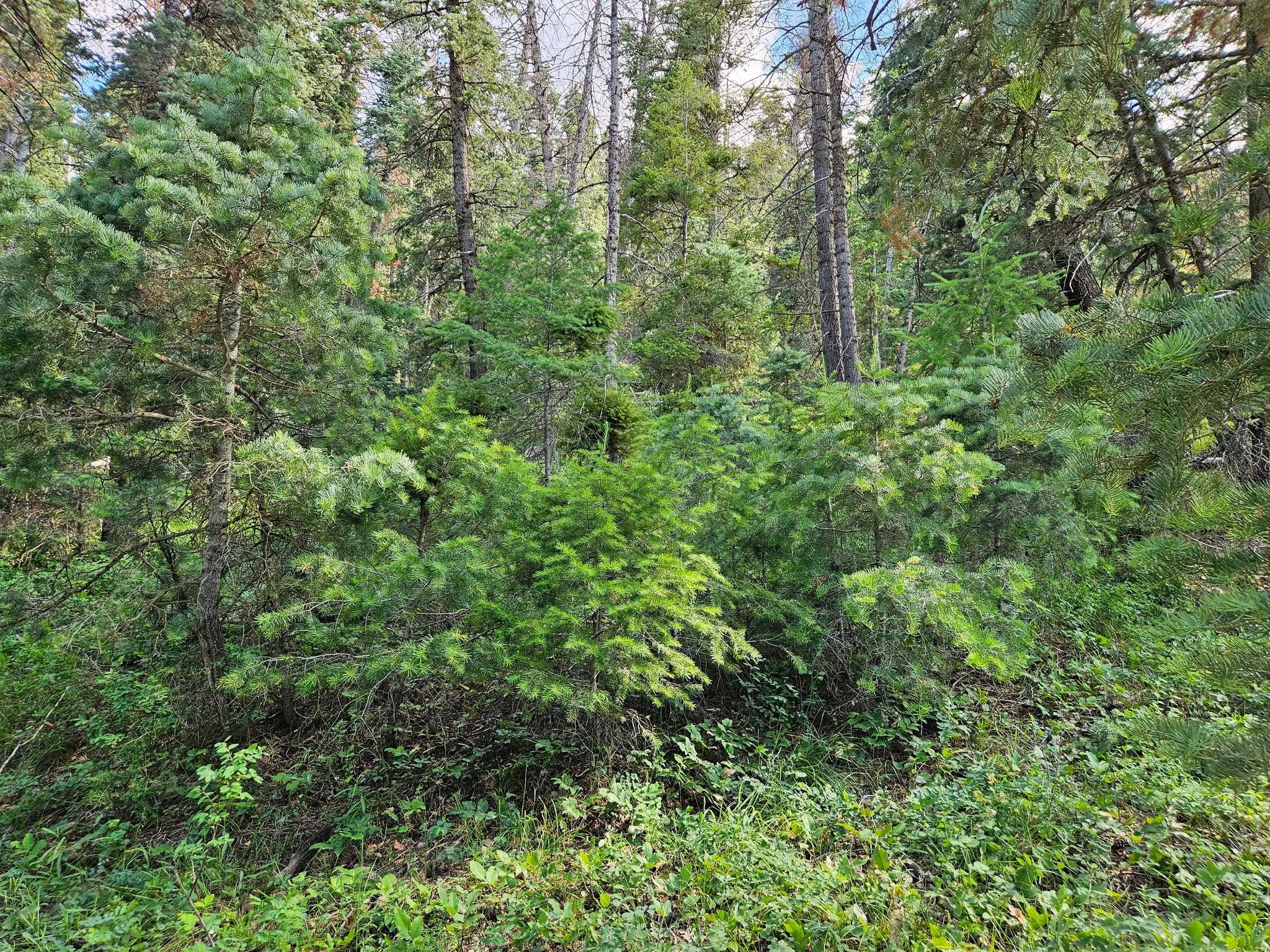 View of woods