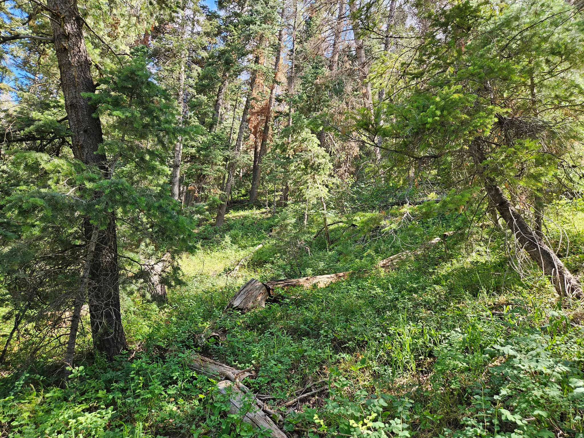 View of woods