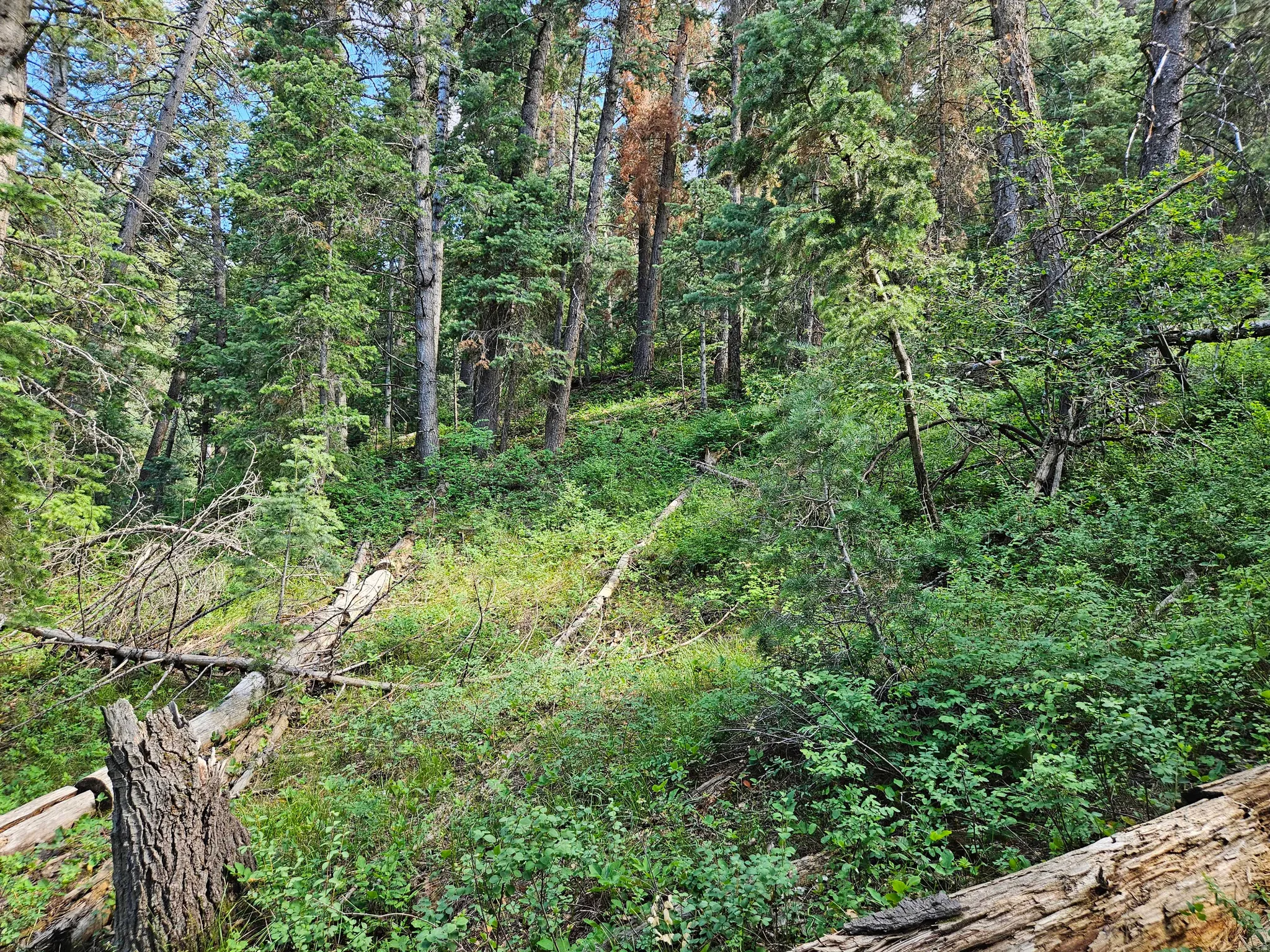 View of wooded area