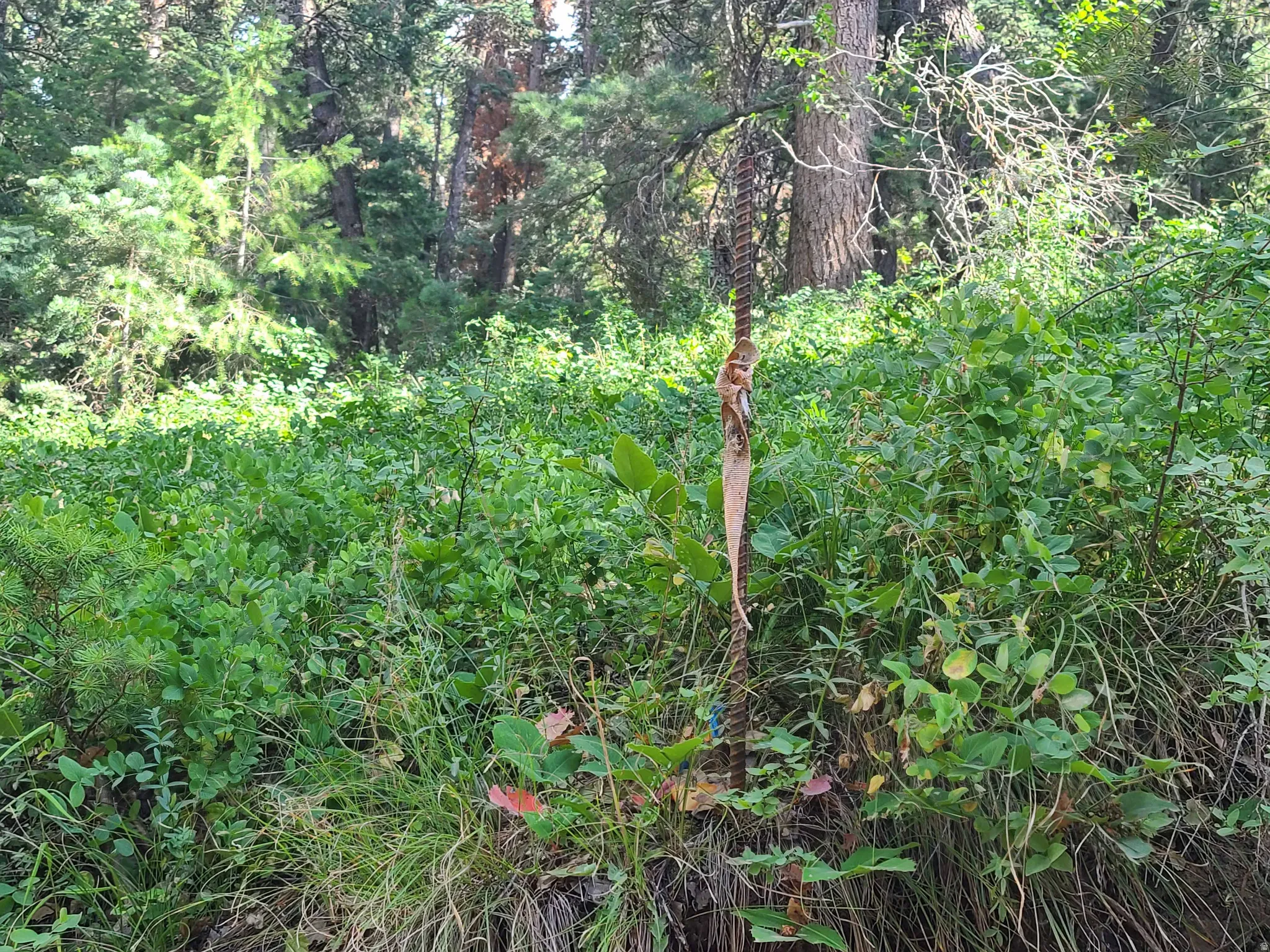 View of wooded area