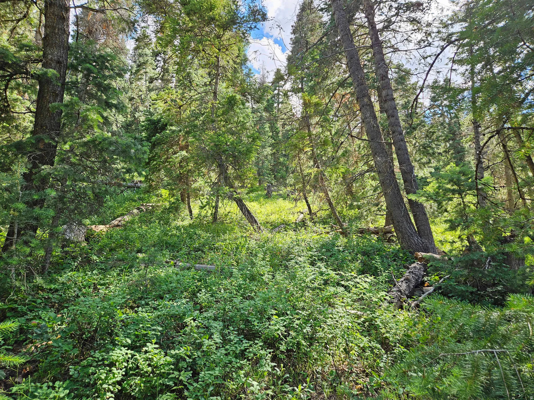 View of woods