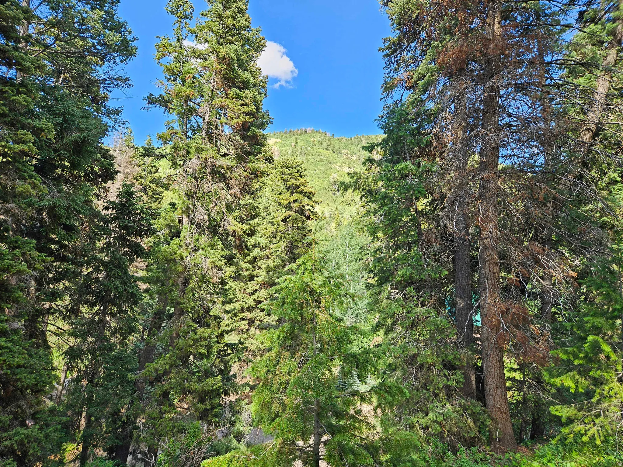 View of wooded area