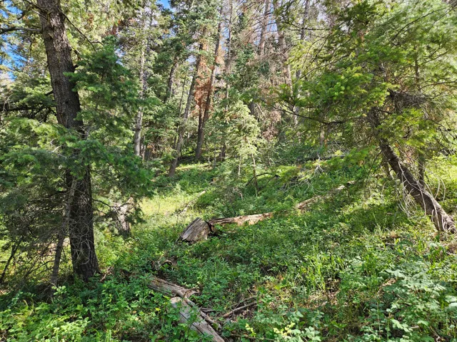 View of woods