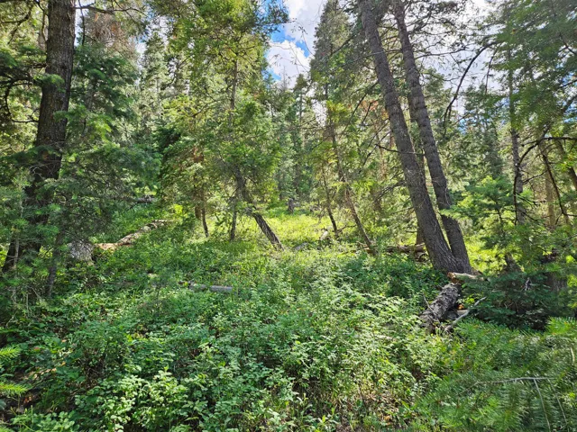 View of woods
