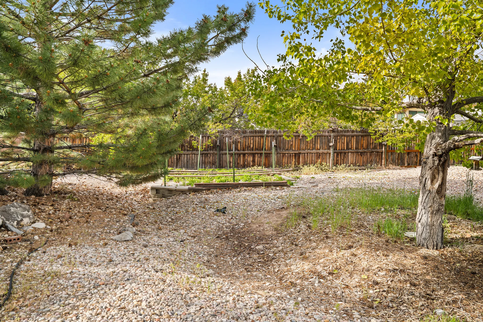 Spacious backyard featuring a wood fence, mature pine, and deciduous trees, with a visible raised garden bed
