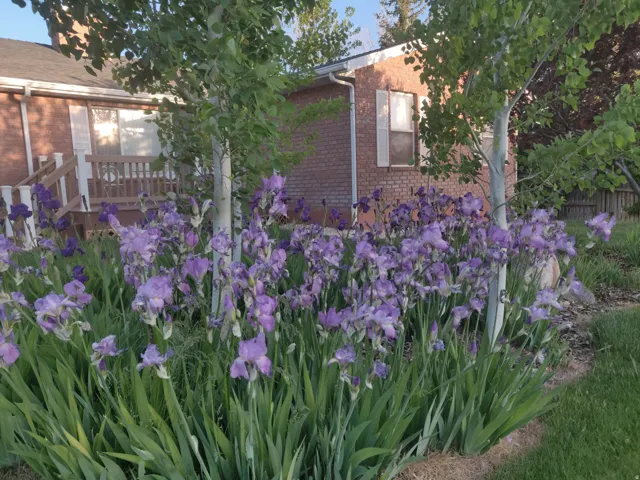 Vibrant landscaping featuring purple iris beds and mature trees
