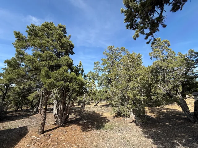 Mature evergreen trees define the natural landscape of this expansive property