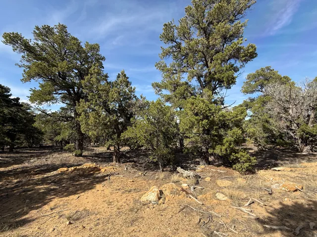 Natural landscape featuring mature evergreen trees