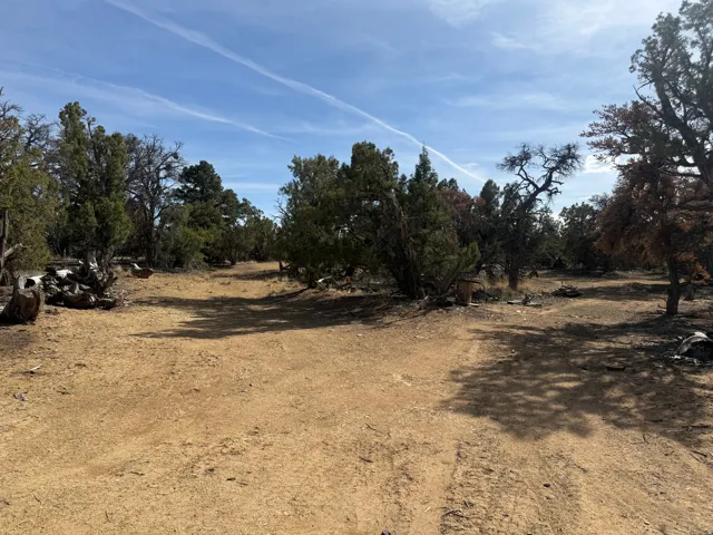 Expansive natural landscape featuring mature trees and a clear sky