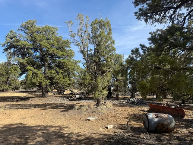 Expansive natural landscape featuring mature evergreen trees and arid ground cover