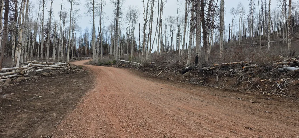 Unpaved curved road through a wooded landscape featuring numerous deciduous trees with bare branches and a rustic log fence