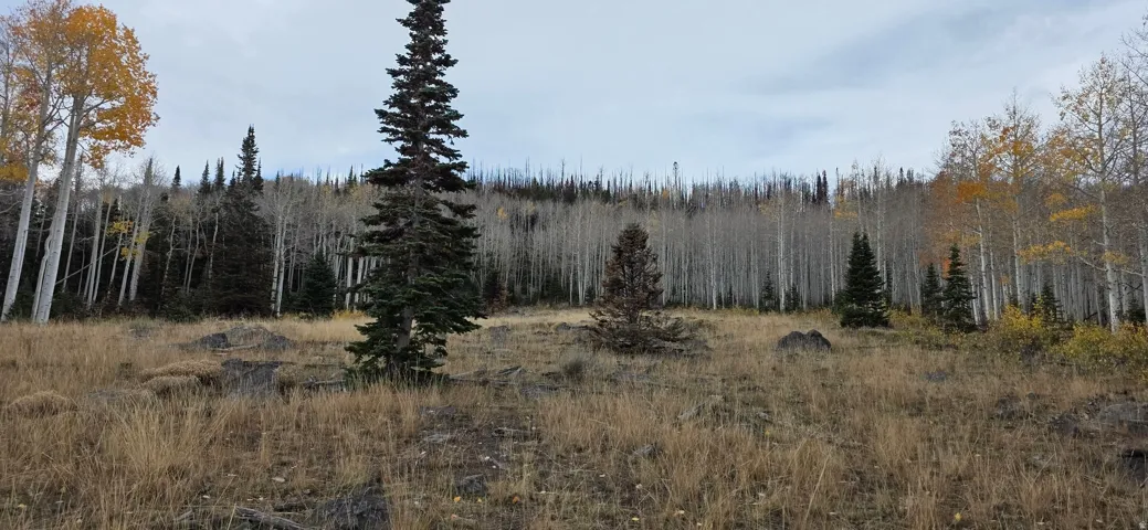 Expansive natural landscape featuring a mix of mature coniferous and deciduous trees, with some deciduous foliage displaying autumn colors