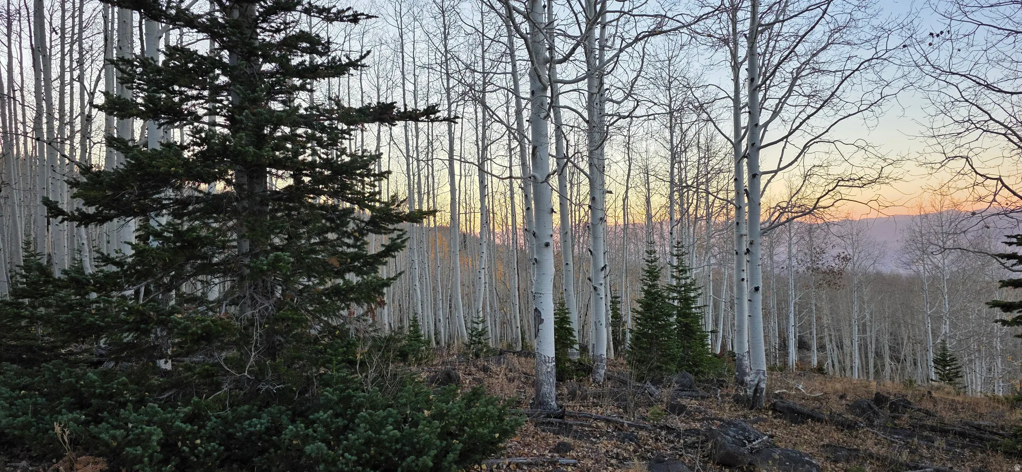 Natural landscape featuring a dense forest of aspen trees