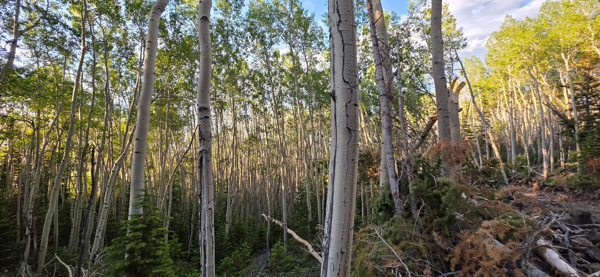 Nature
