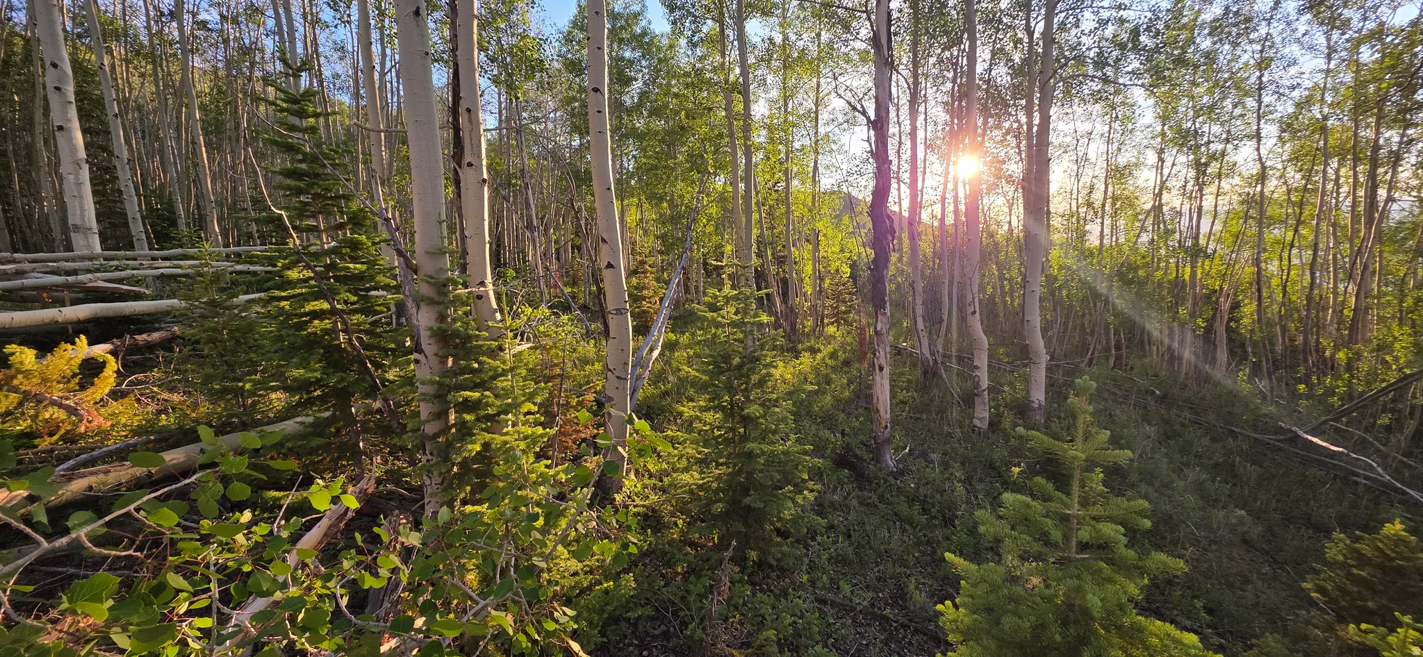 Wooded lot featuring mature aspen trees and varied evergreen foliage