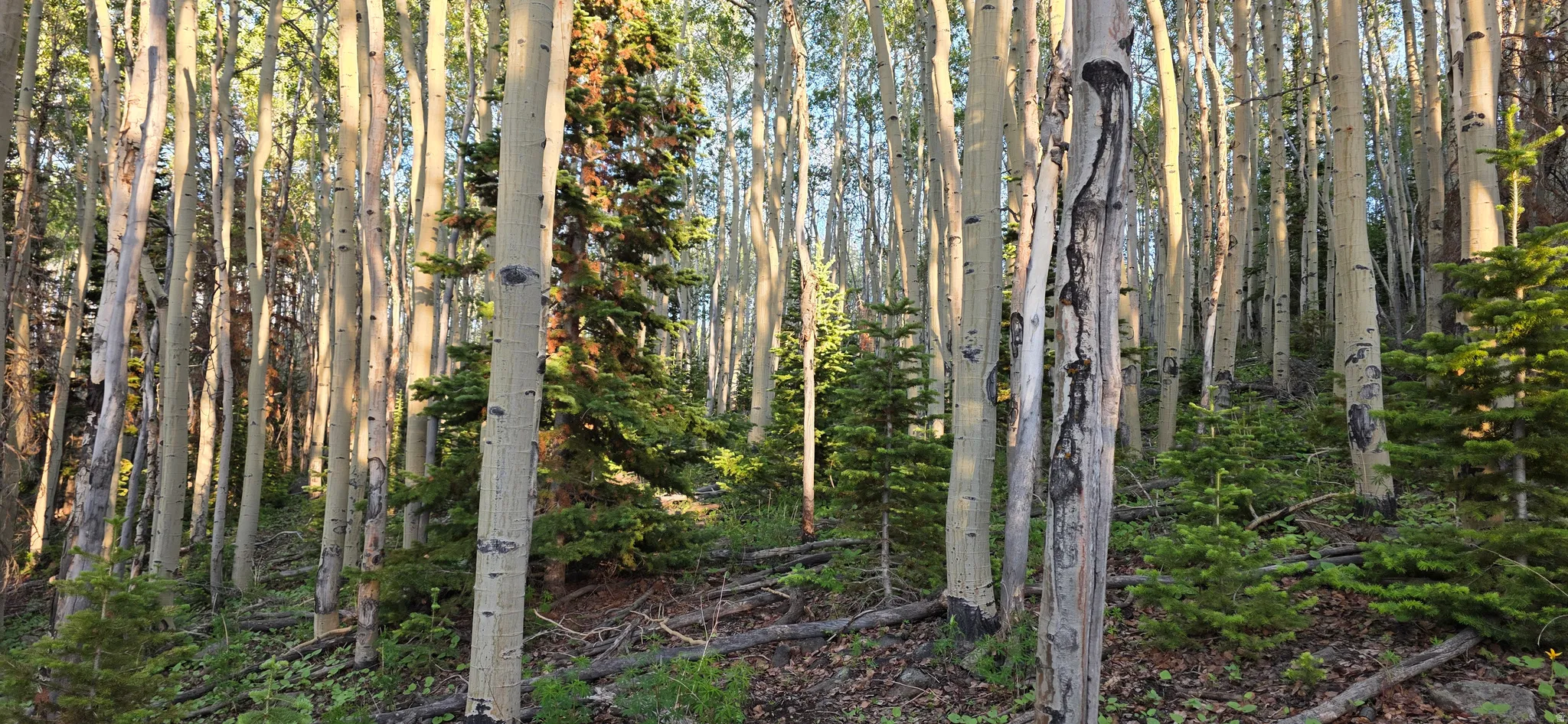Dense forest setting with numerous tall, slender aspen trees and various evergreen saplings