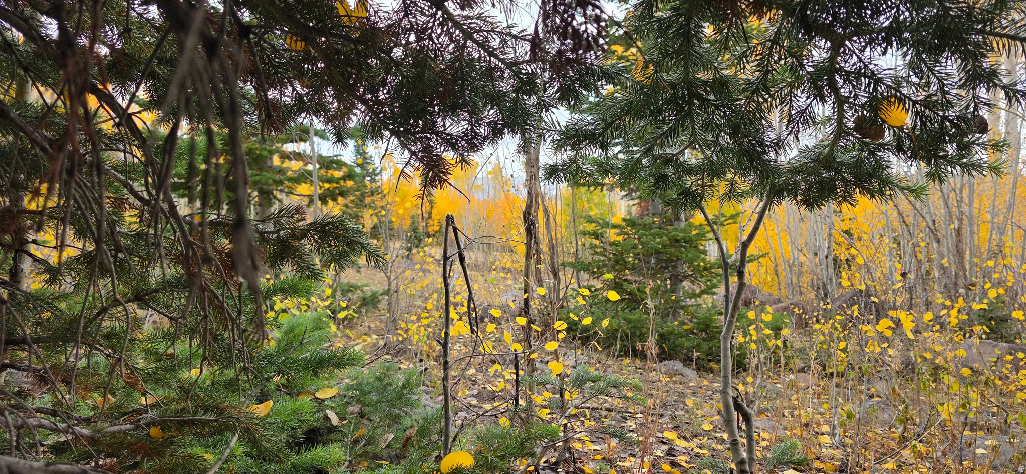 Natural wooded setting featuring a mix of evergreen and deciduous trees with vibrant yellow foliage