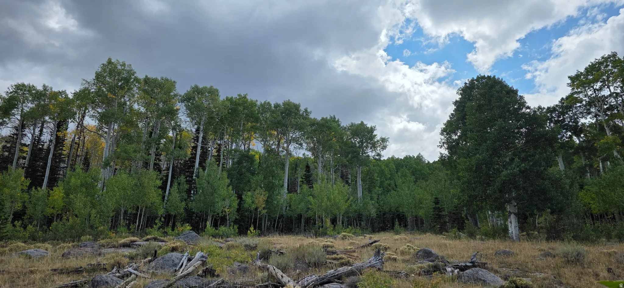 Expansive natural landscape featuring a diverse canopy of mature trees, including prominent aspen stands, and an open grassy area with scattered natural rock formations